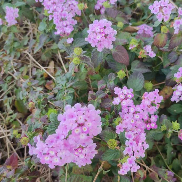 2025-05-10 15:56:18.295000